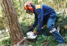 Elimbahtree-felling-services-21.jpg; ?>