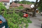Elimbahtree-felling-services-41.jpg; ?>